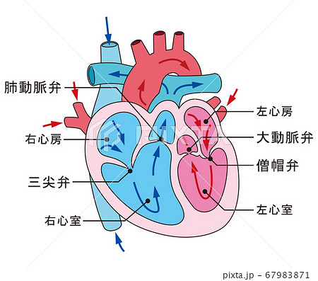 心臓 血液の流れ 断面図のイラスト素材