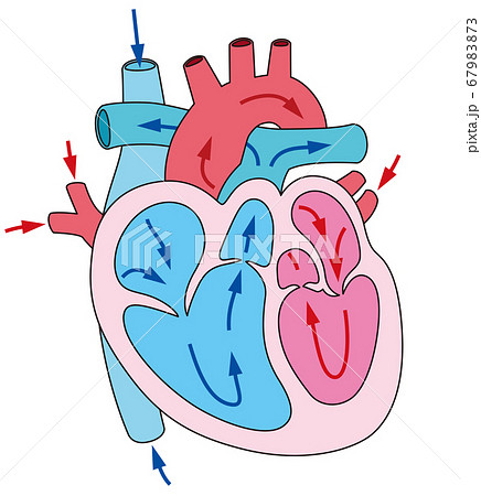 心臓 血液の流れ 断面図のイラスト素材