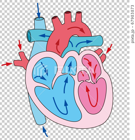 心臓 血液の流れ 断面図のイラスト素材