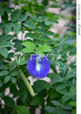 クリトリアの写真素材