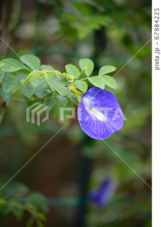 クリトリアの写真素材