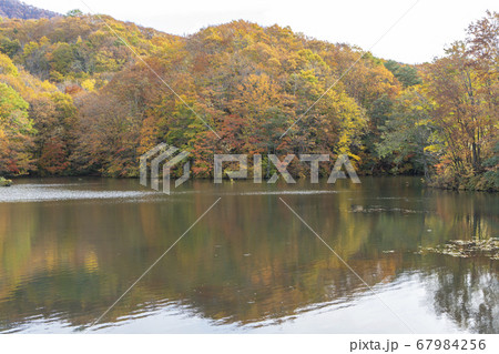 裏磐梯の秋　曲沢沼 67984256