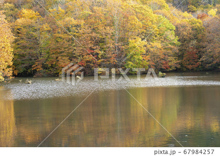 裏磐梯の秋　曲沢沼 67984257