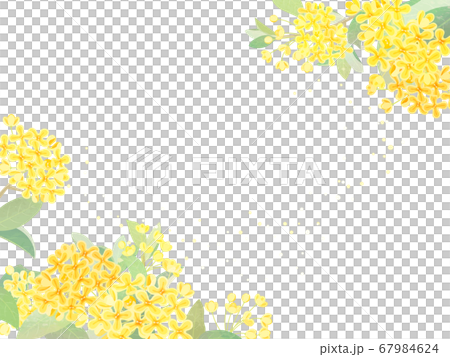 キンモクセイ 67984624