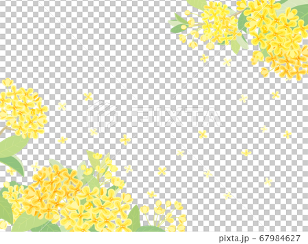 Kinmokusei Kinmokusei 67984627