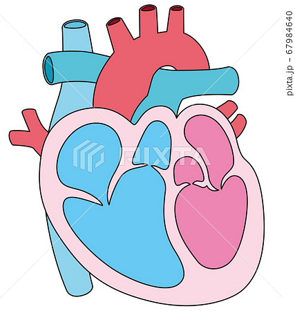心臓 断面図のイラスト素材