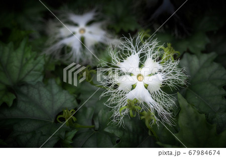 キカラスウリの花 キカラスウリの花 67984674