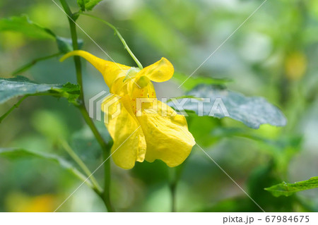 キツリフネソウの花 67984675