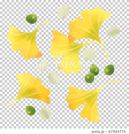 Ginkgo and Ginkgo hand drawn illustration-4 67984735