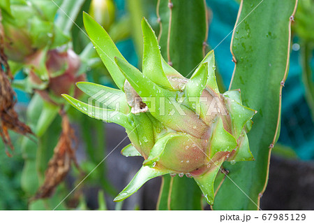 Close up Dragon fruit or pitaya on plant. Close up Dragon fruit or pitaya on plant. 67985129