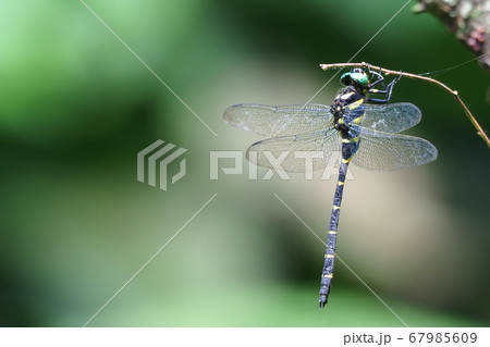 オニヤンマ（オス） 67985609