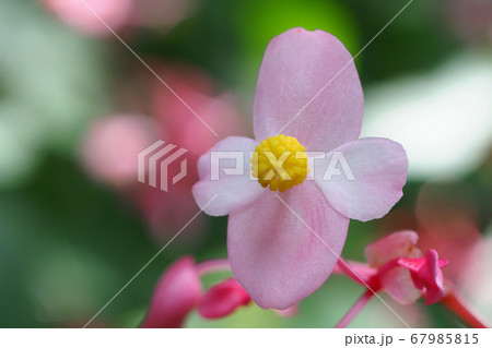 シュウカイドウの花 67985815