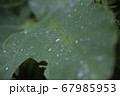 雨　植物 67985953