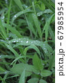 雨　植物 67985954