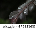 雨　植物 67985955