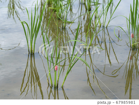 水田の食害 67985981