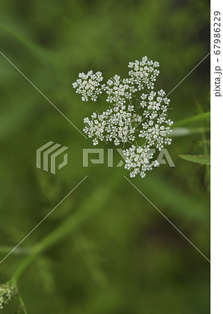 花 フラワー お花 67986229