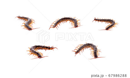 Collection set centipede isolated on white 67986288
