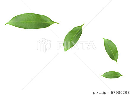 Citrus leaves isolated on a white background. Collection. Full depth of field 67986298