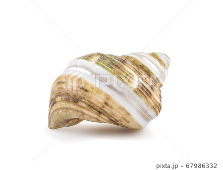 Sea shell an isolated on white background Sea shell an isolated on white background 67986332