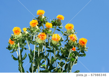 青空の下の紅花の花々 青空の下の紅花の花々 67986346