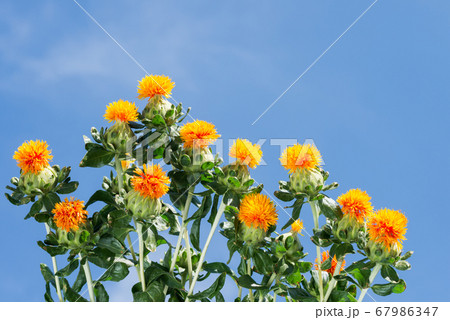青空の下の紅花の花々 青空の下の紅花の花々 67986347