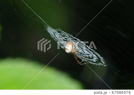 カタハリウズグモ（メス）の巣 67986978