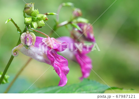 ツリフネソウの花 ツリフネソウの花 67987121