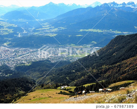 アルプスの放牧 67987389