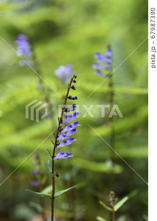 花 フラワー お花 67987390