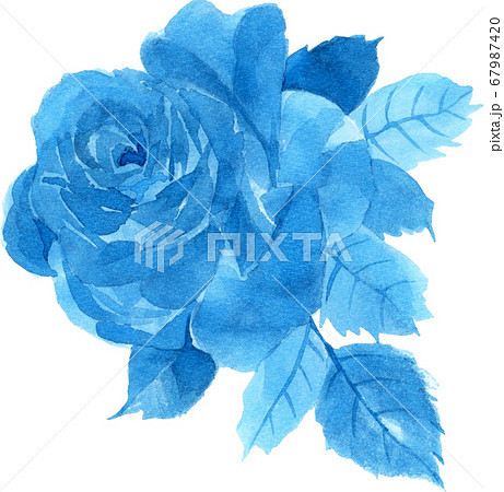 青い薔薇3のイラスト素材