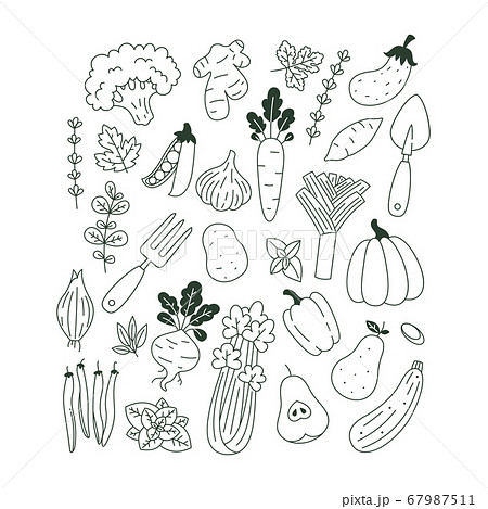 Collection of plants and vegetable illustrations. Collection of plants and vegetable illustrations. 67987511