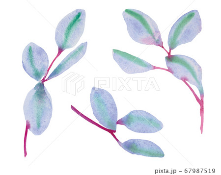 青いユーカリの葉 67987519