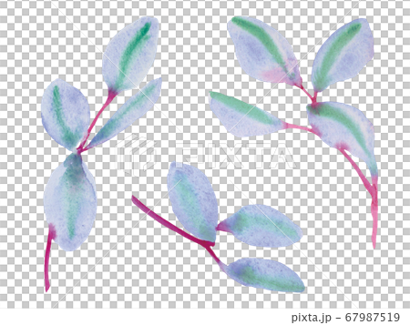 青いユーカリの葉 67987519