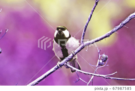 不機嫌そうな四十雀 67987585