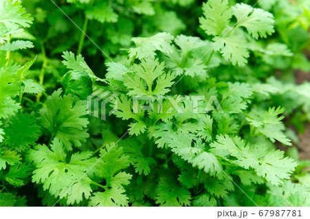 Green coriander leaves vegetable for food Green coriander leaves vegetable for food 67987781