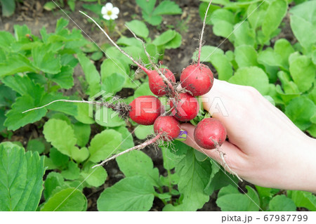 Woman hands holding freshly bunch harvest. Healthy Woman hands holding freshly bunch harvest. Healthy 67987799