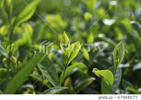 木の葉 葉 草の葉 67988075