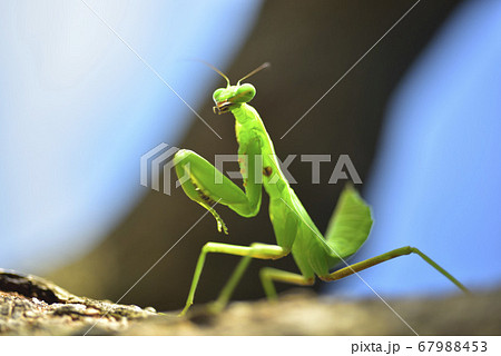 昆虫 虫 蟲 67988453