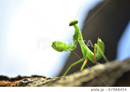 昆虫 虫 蟲 67988454