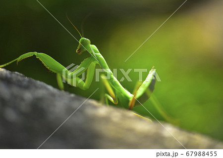 昆虫 虫 蟲 67988455