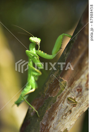 昆虫 虫 蟲 67988458