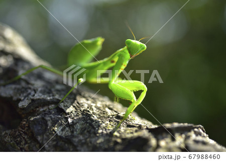 昆虫 虫 蟲 67988460