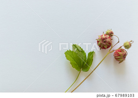 blank sign on the table - beautiful background with space for text. Forest strawberries as decor 67989103