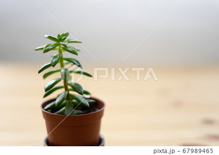 小さな観葉植物の写真素材