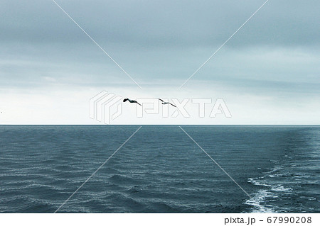 Seagull Lesser Black-backed Gull Larus fuscus two 67990208
