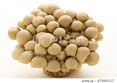 ブナシメジ 67990317