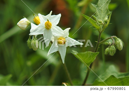 イヌホオズキ ナスに似た白い小さな花とそのつぼみの写真素材