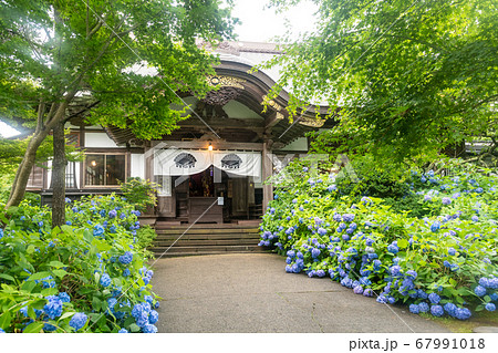 雲昌寺の紫陽花 雲昌寺の紫陽花 67991018