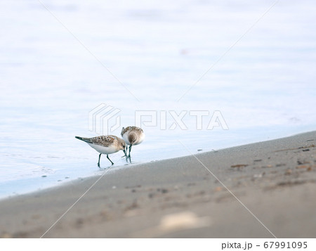 浜辺で仲良く二羽で餌を探している渡り鳥のトウネン 67991095